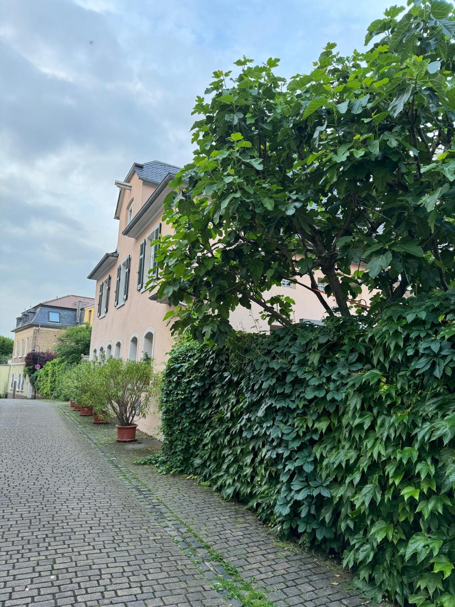 Rheinblick-Oase Oppenheim Apartment Exterior photo
